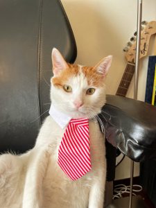 Mario the cat, white with orange ears and green eyes, sits on an office chair. He is wearing a wide red-and-white-striped tie and looks ready to do business with you.